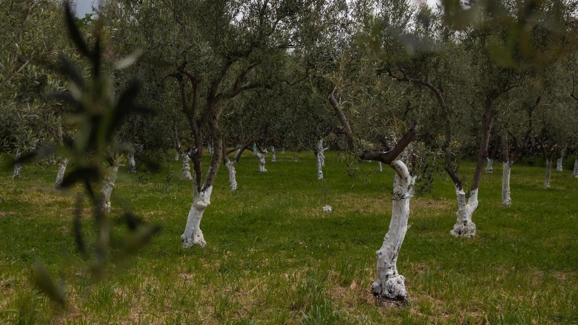 Santa Maria di Licodia Casa Vacanze Etna בית נופש Santa Maria di Licodia